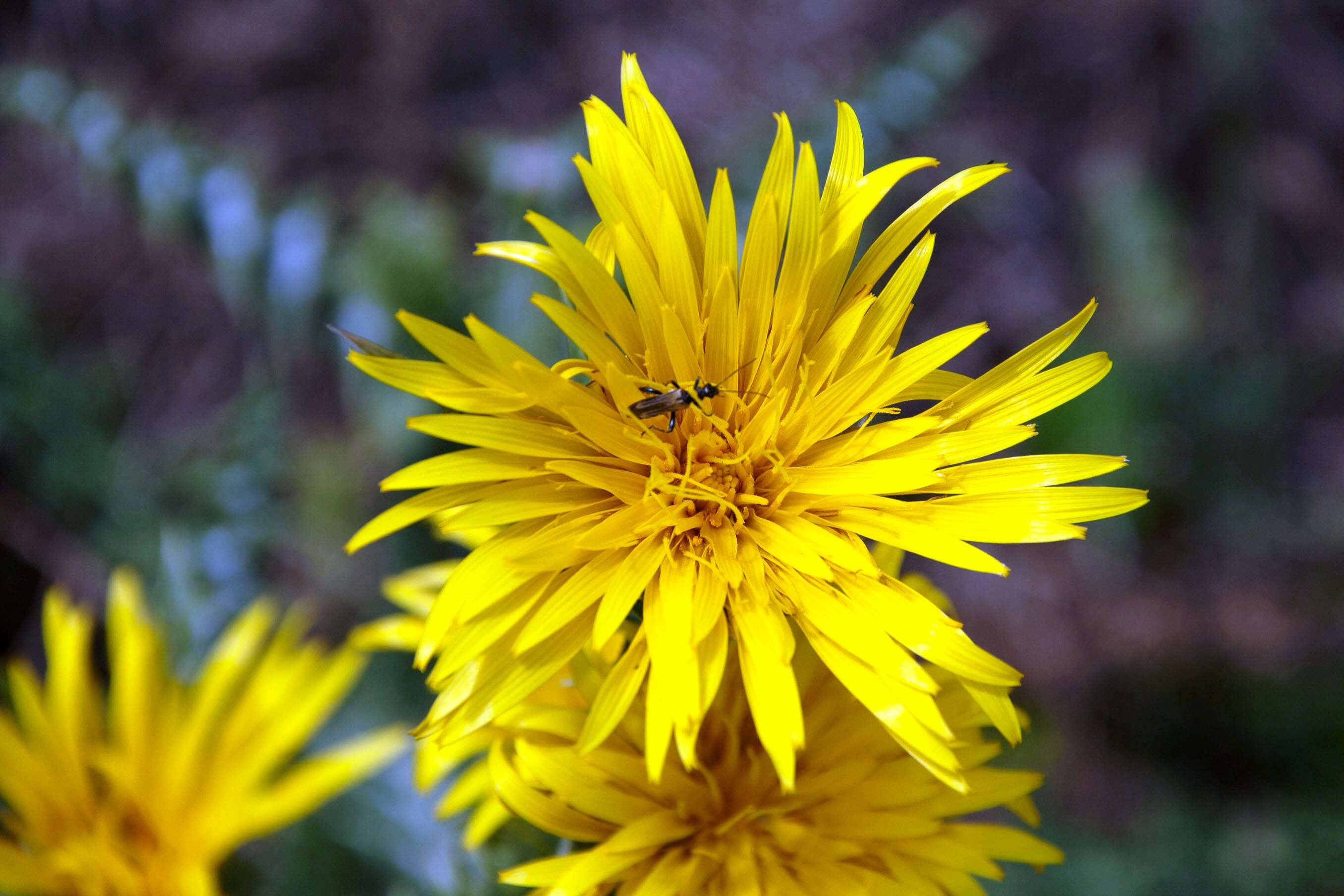 Image of Scolymus grandiflorus Desf.