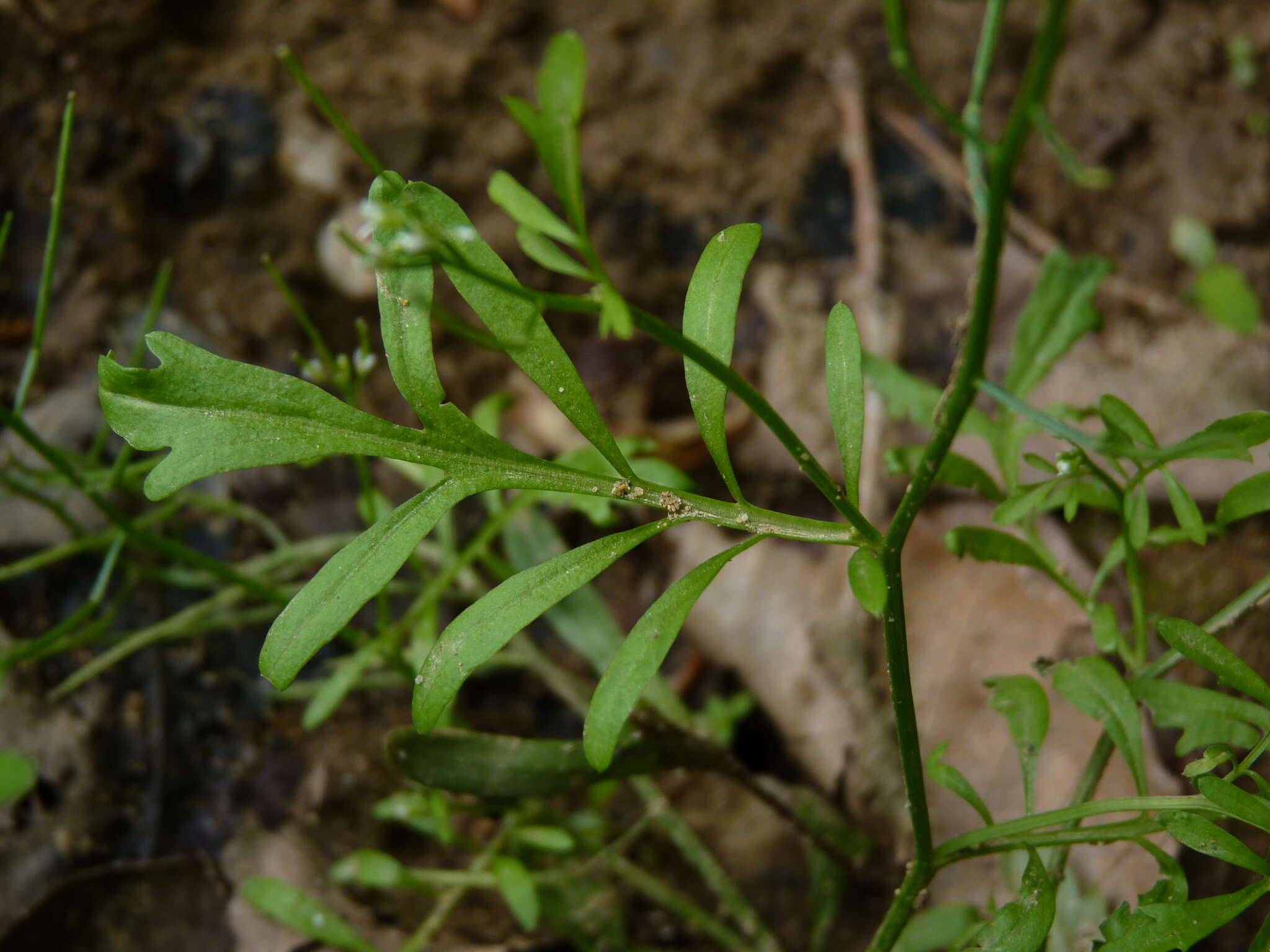 Image of Pennsylvania bittercress