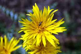 Image of Scolymus grandiflorus Desf.