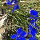 Image of Gentiana verna subsp. pontica (Soltok.) Hayek