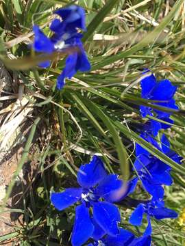 Image of Gentiana verna subsp. pontica (Soltok.) Hayek