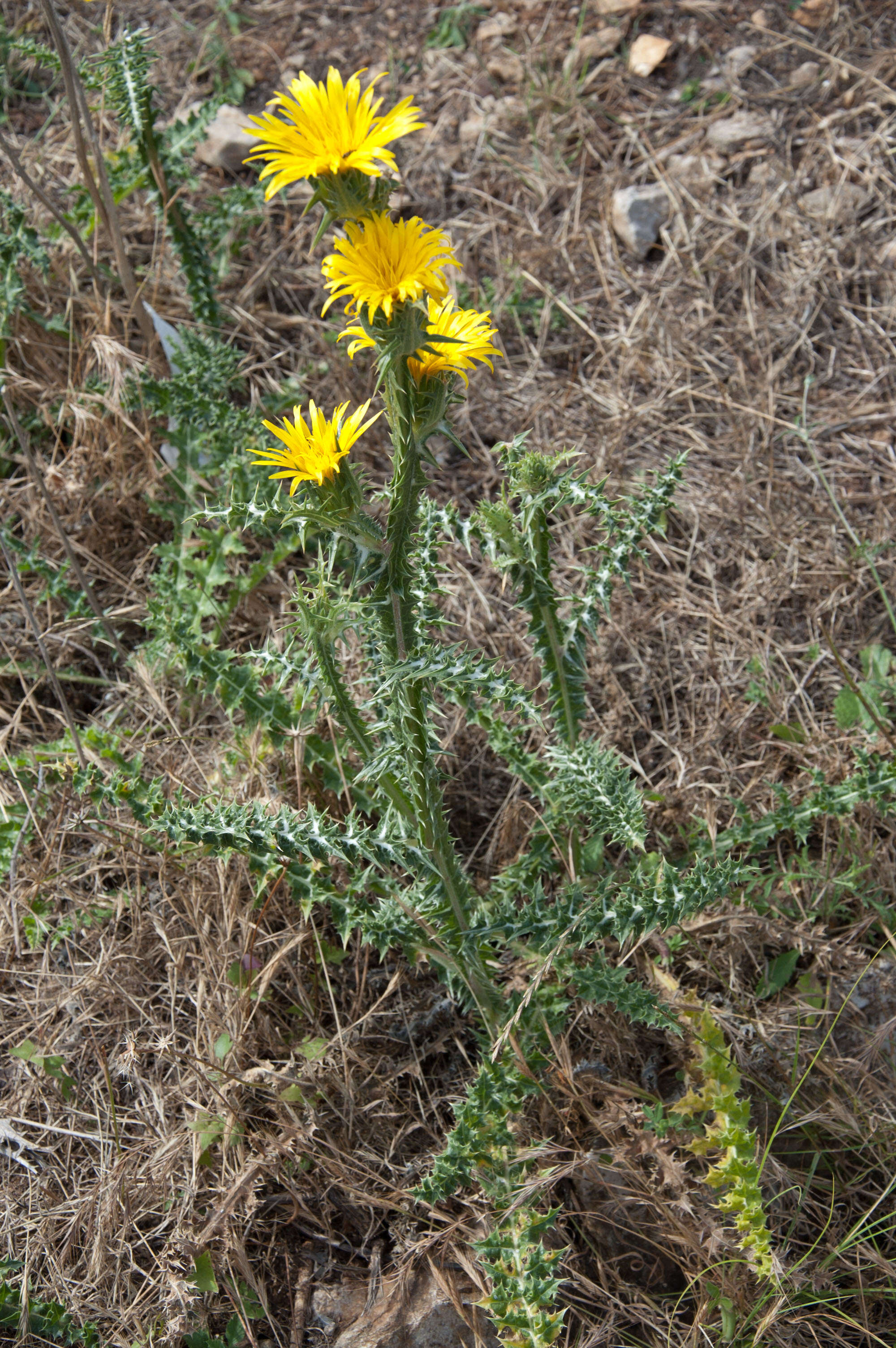 Image of Scolymus grandiflorus Desf.