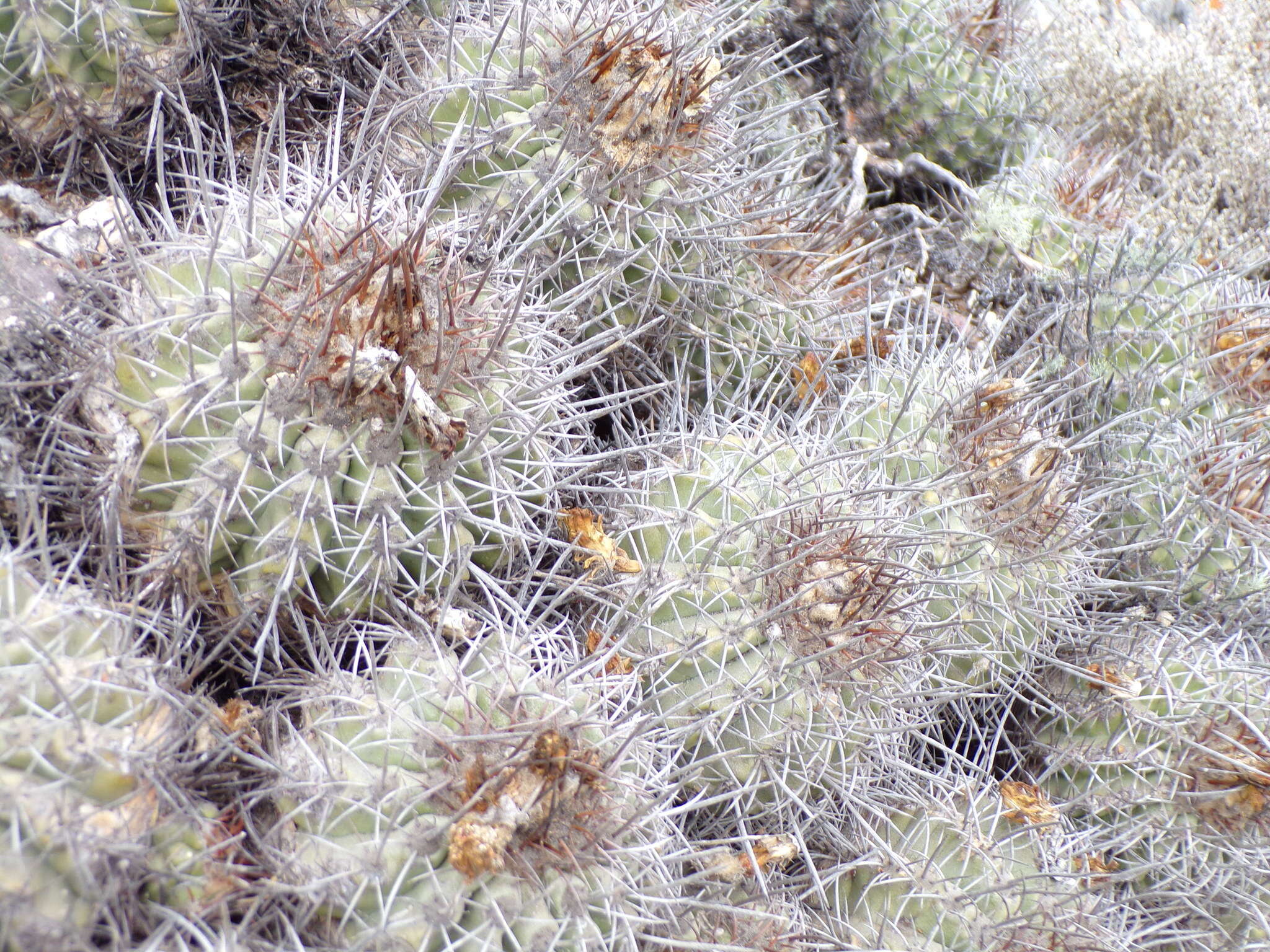 Image of Copiapoa armata