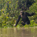 Image of western chimpanzee