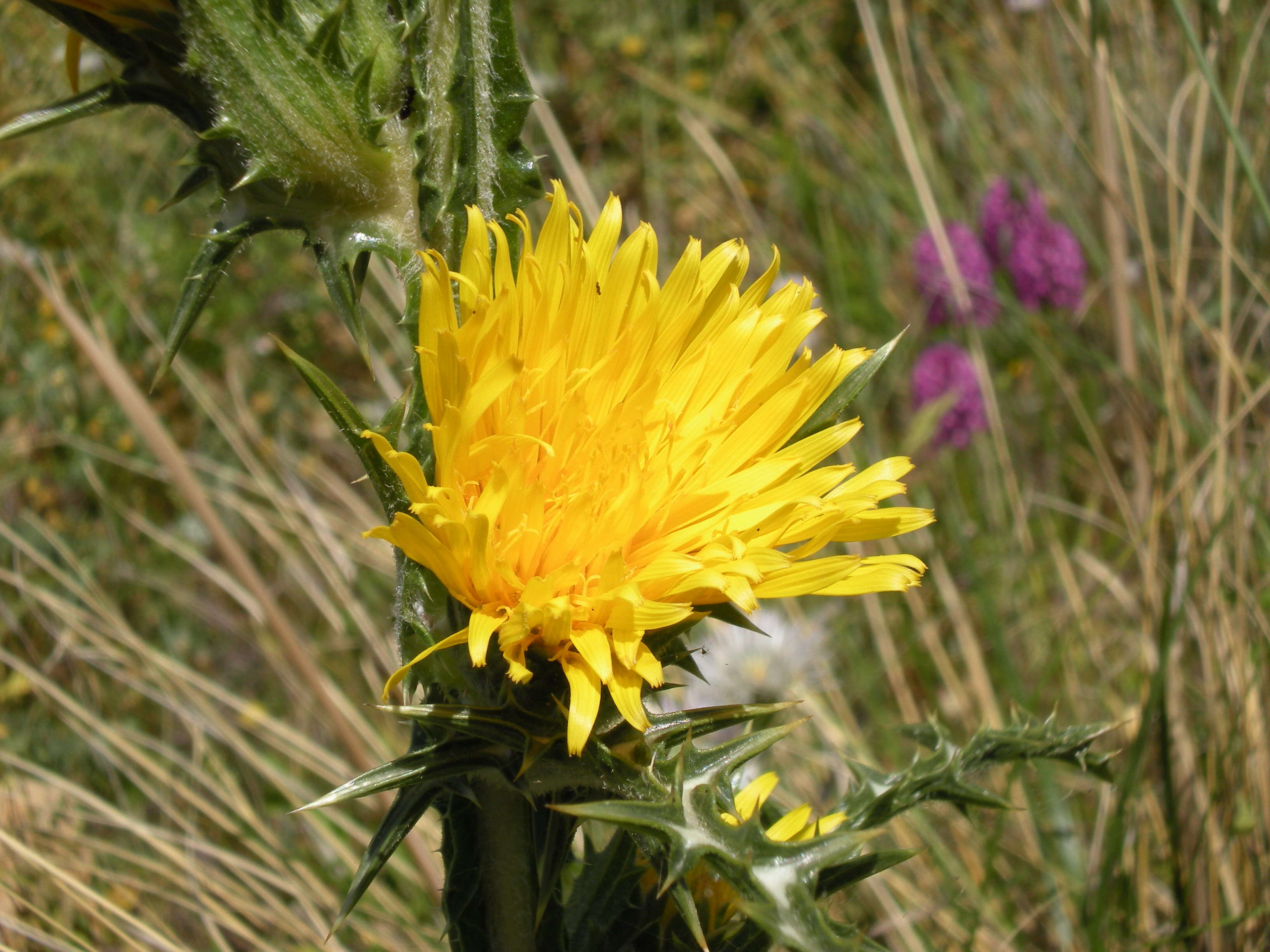 Image of Scolymus grandiflorus Desf.