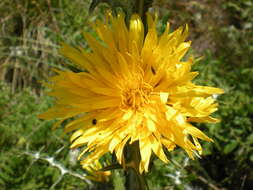 Image of Scolymus grandiflorus Desf.