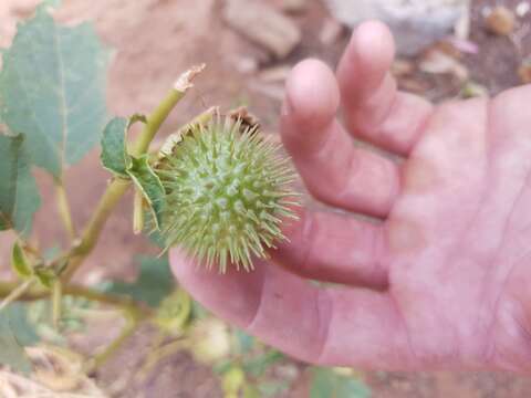 Image of Leichhardt's datura