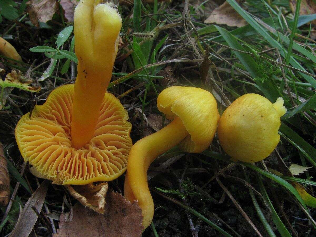 Image of Hygrocybe quieta (Kühner) Singer 1951