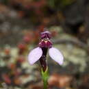 Image of Eriochilus scaber subsp. scaber