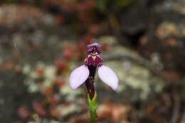 Image of Eriochilus scaber subsp. scaber