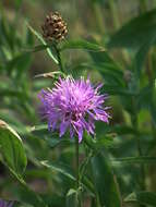 Image of brown knapweed