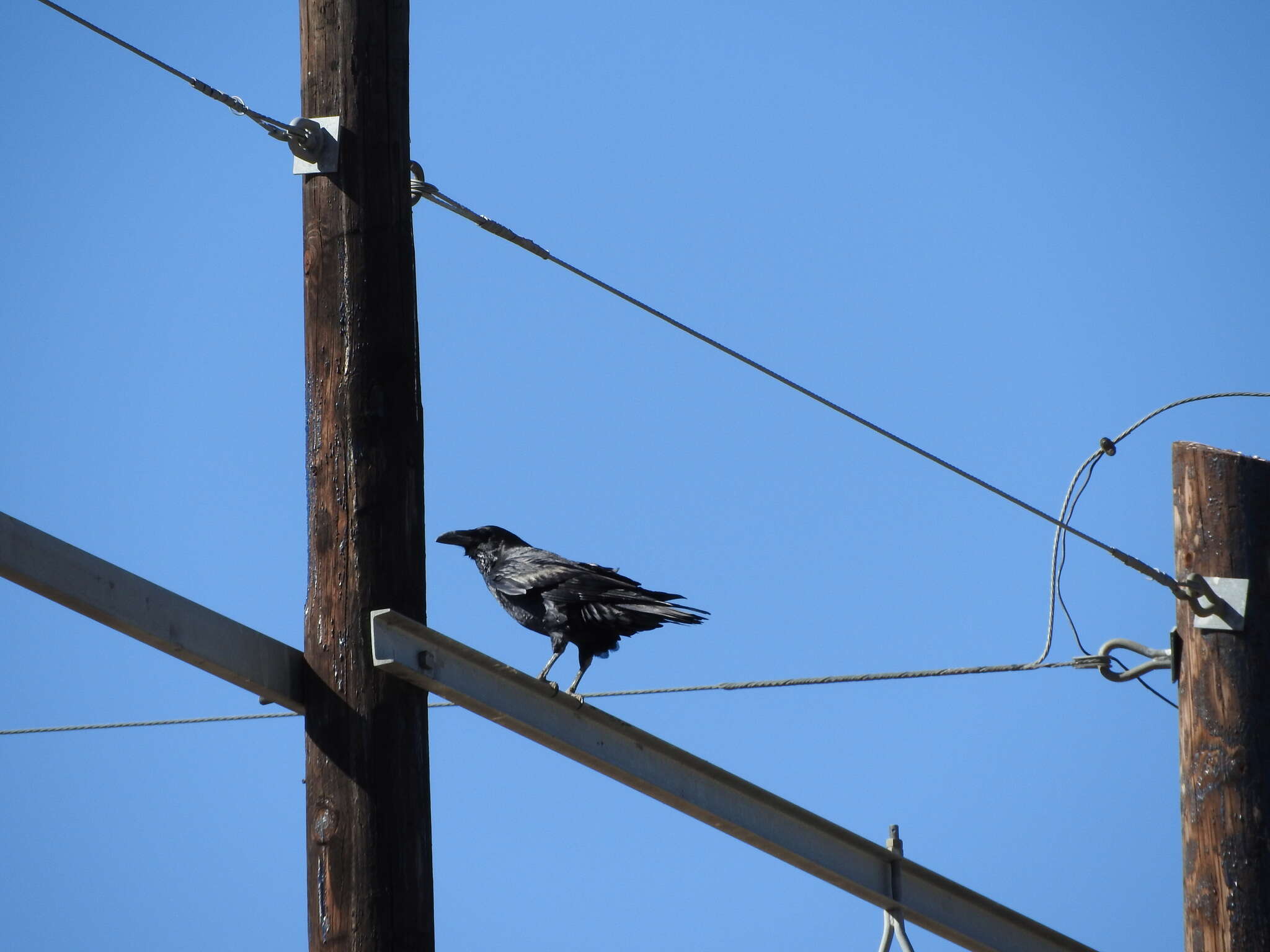 Image of Chihuahuan Raven