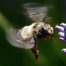 Image of Black-and-gray Leaf-cutter Bee