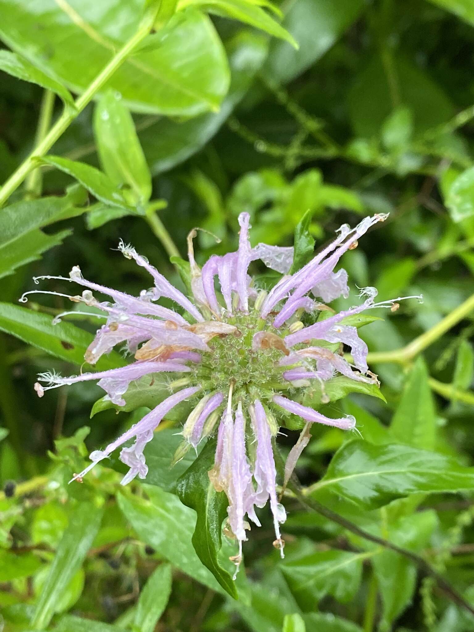 Image of wild bergamot