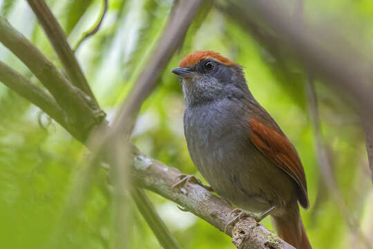 Image of Rufous-capped Spinetail