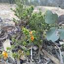 Imagem de Pultenaea procumbens A. Cunn.