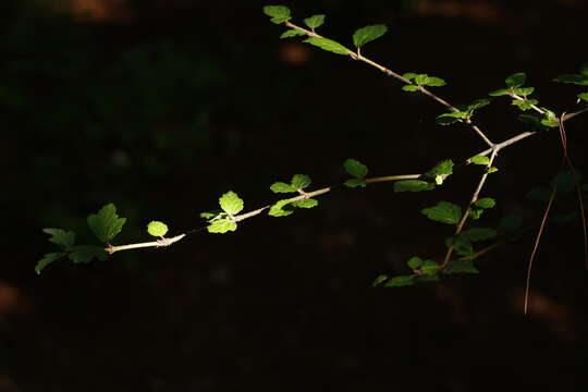 Image of Viburnum parvifolium Hayata