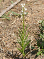 Cephalanthera longifolia (L.) Fritsch resmi