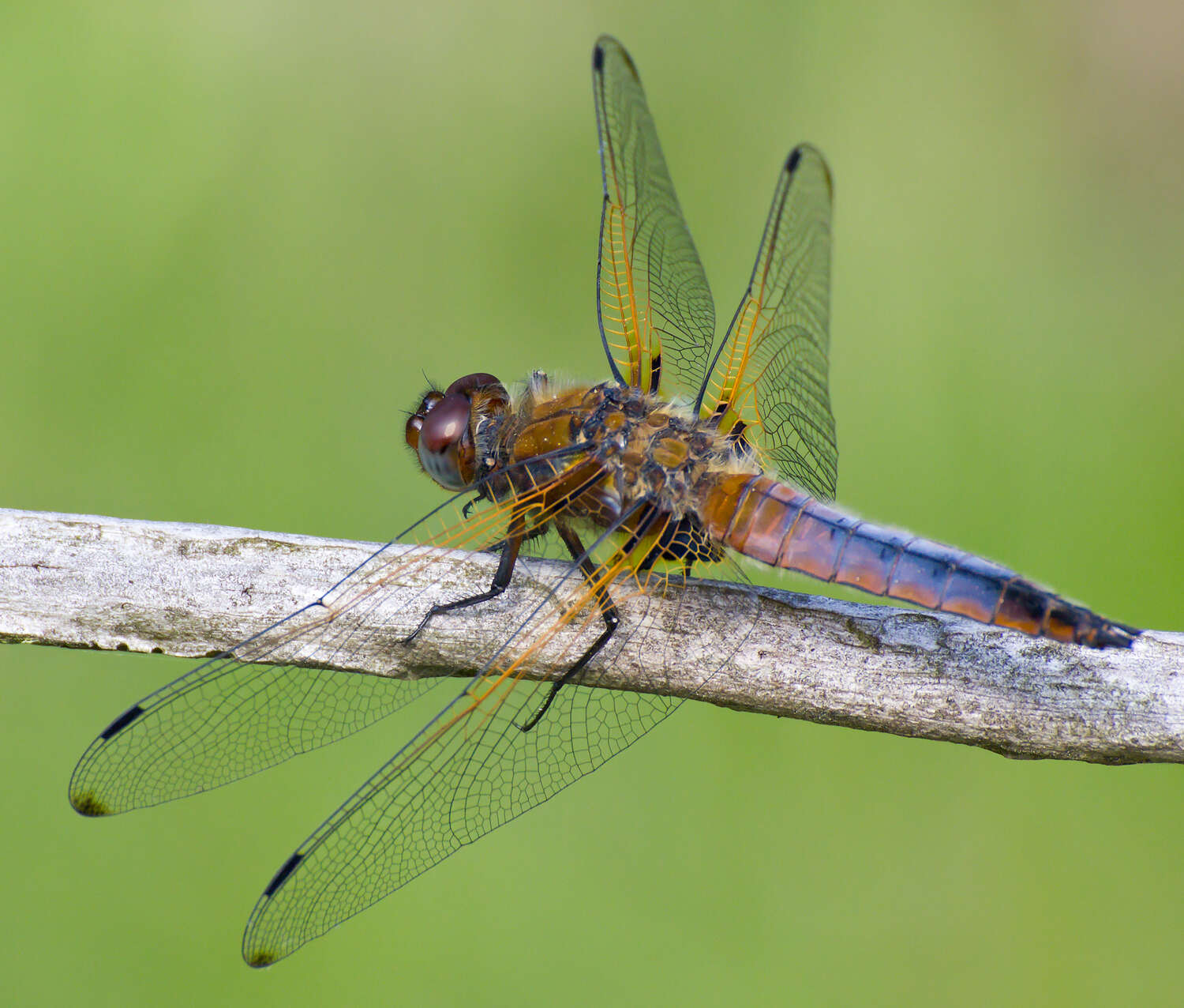 Image of Blue Chaser