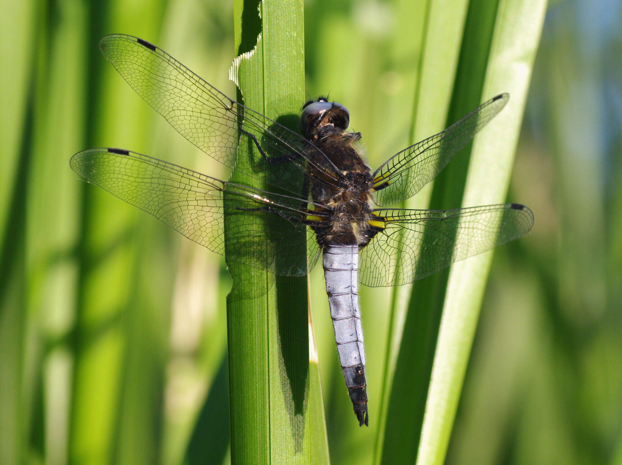 Image of Blue Chaser