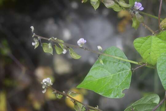 Sivun Phaseolus microcarpus Mart. kuva