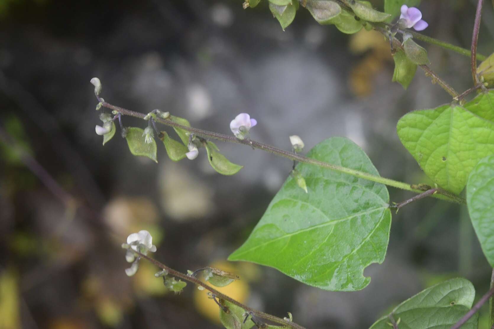 Image of Phaseolus microcarpus Mart.