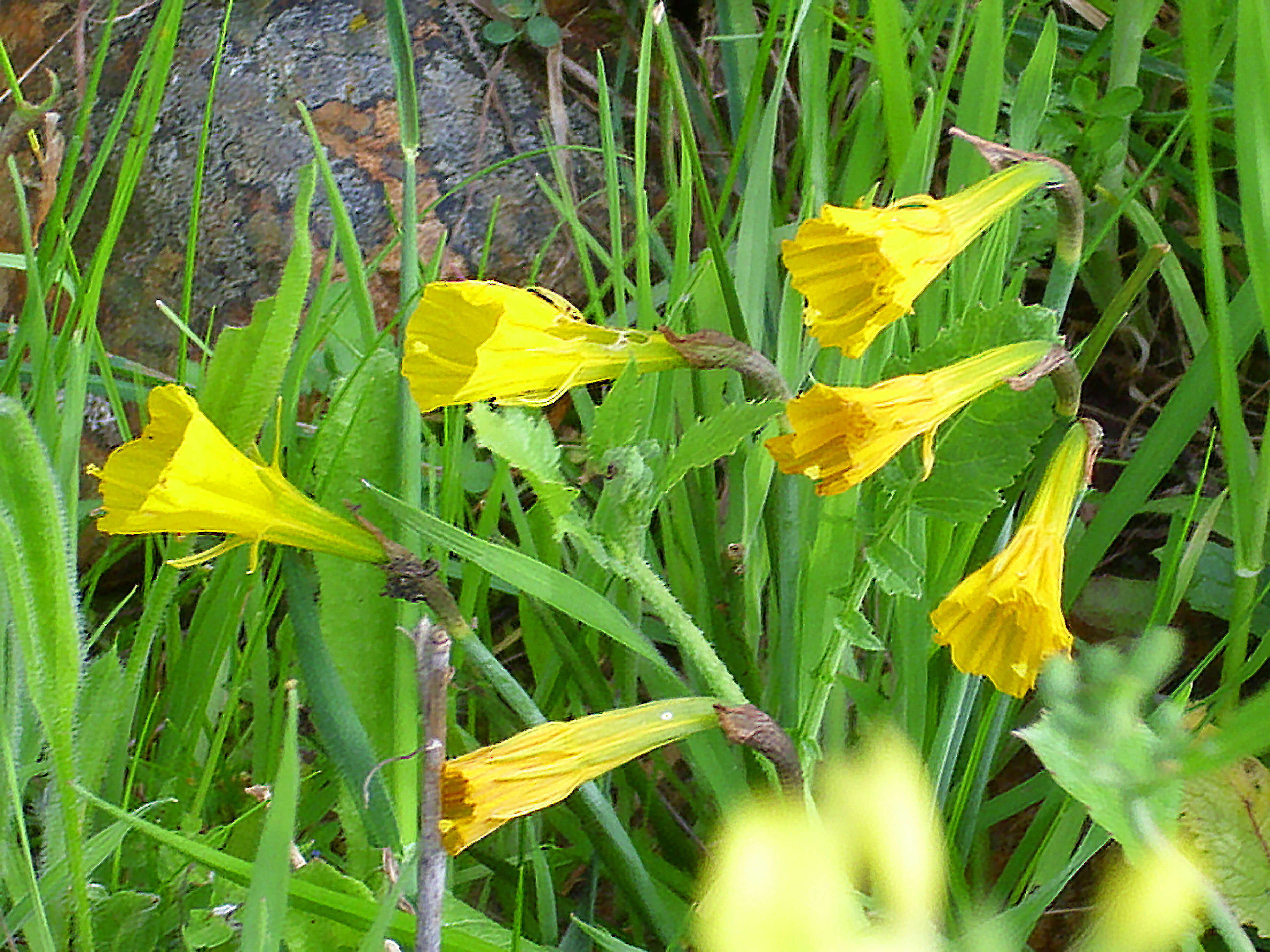 Image of petticoat daffodil