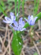 Image of Scilla monophyllos Link