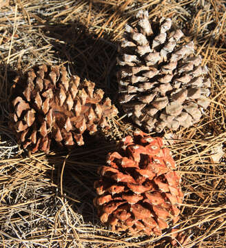 Image of Jeffrey Pine