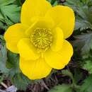 Image of Trollius ranunculinus (Sm.) Stearn