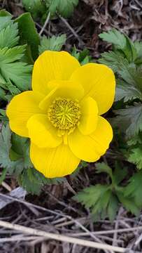 Image of Trollius ranunculinus (Sm.) Stearn