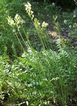 Image of Oxytropis hippolyti Boriss.