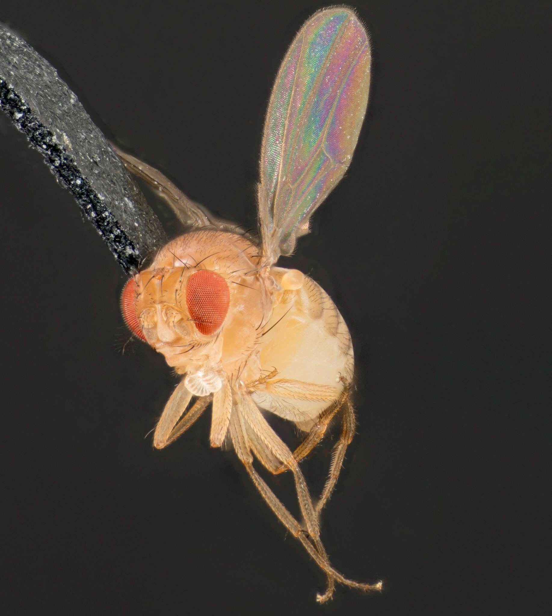 Image of fruit fly