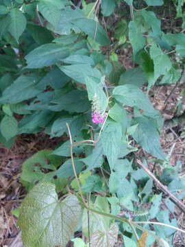 Sivun Salvia iodantha Fernald kuva