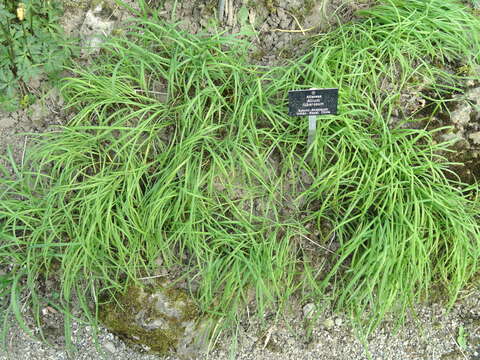 Image of Chinese chives