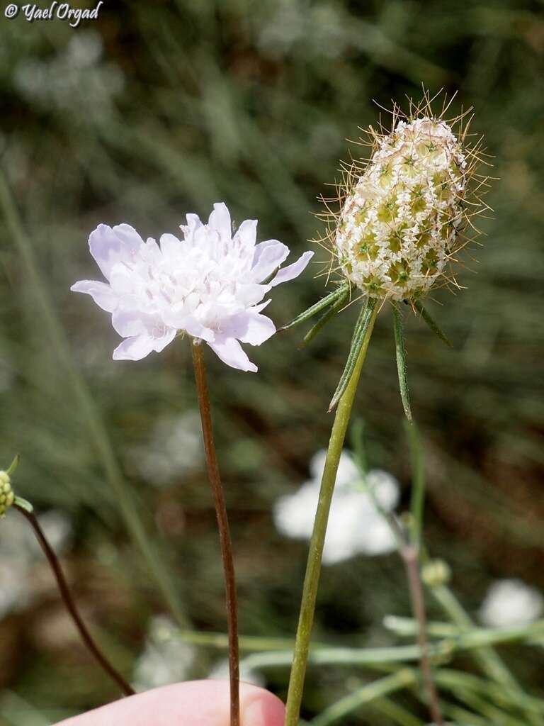 Image of Sixalix arenaria (Forsk.) W. Greuter & Burdet