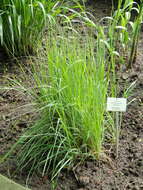 Imagem de Calamagrostis epigejos (L.) Roth