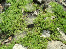 Imagem de Delosperma cooperi (Hook. fil.) L. Bol.