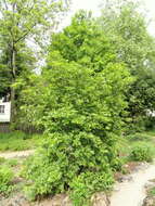 Слика од Eucryphia glutinosa (Poepp. & Endl.) Baill.