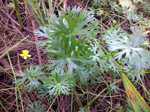 Image of Ranunculus inundatus R. Br. ex DC.