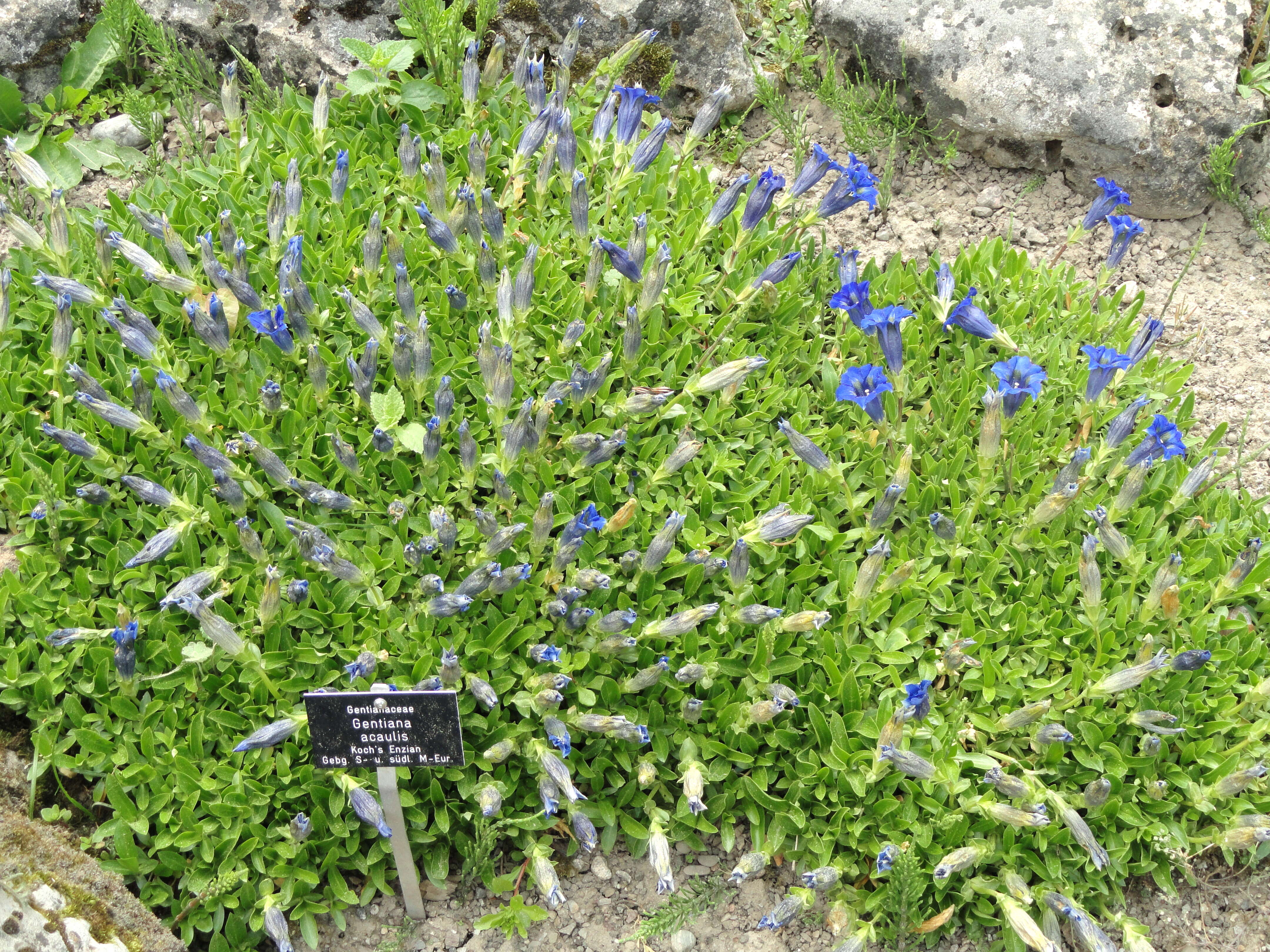 Image of Stemless Gentian