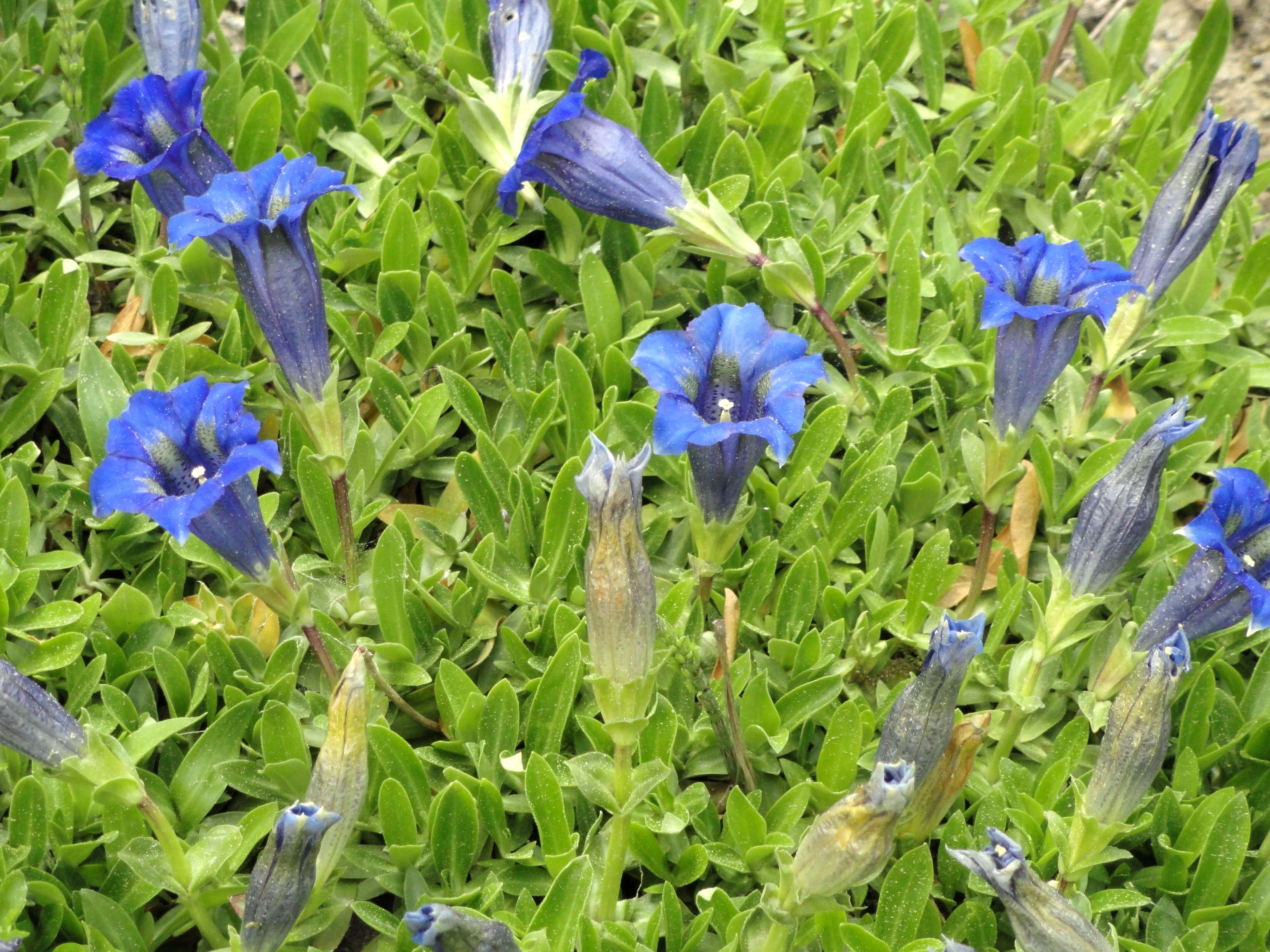 Image of Stemless Gentian