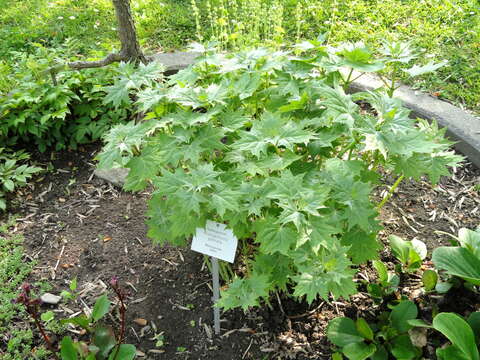 Image of Kirengeshoma palmata Yatabe