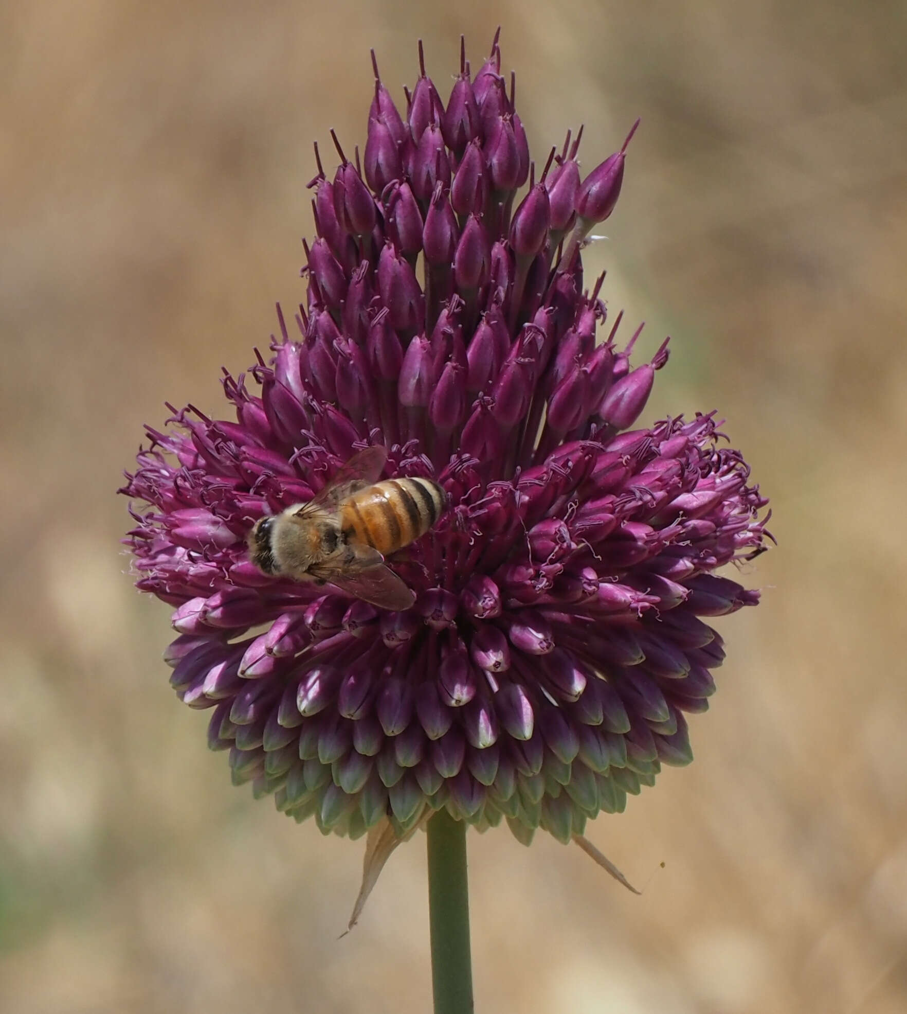 Allium phanerantherum Boiss. & Hausskn. resmi