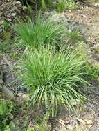 Image of Purple Moor Grass