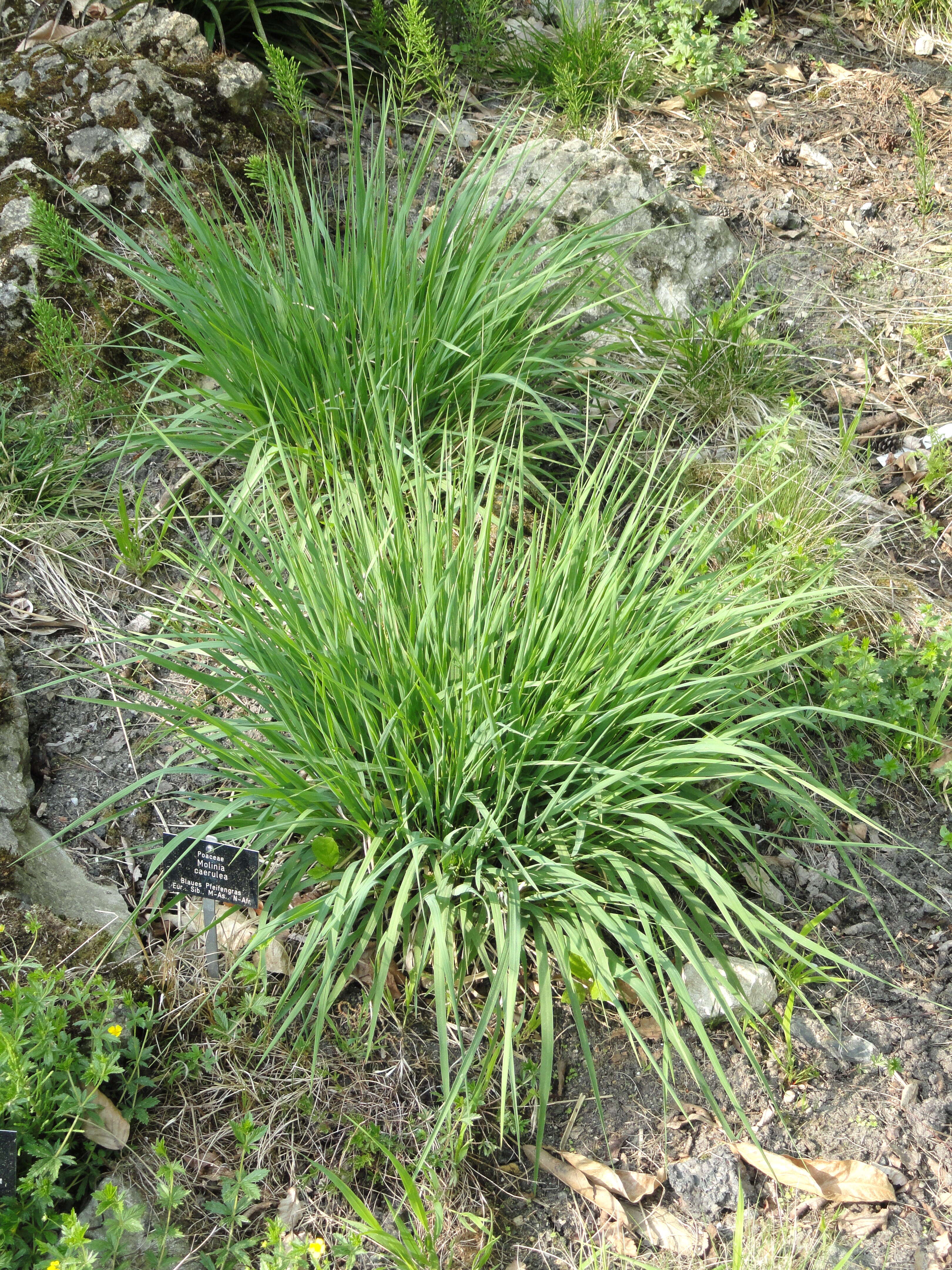 Image of Purple Moor Grass