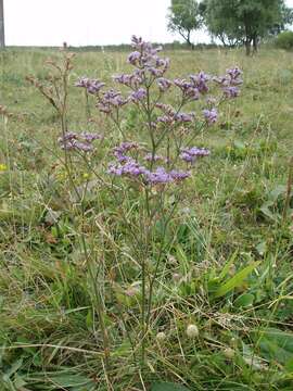 Imagem de Limonium alutaceum (Stev.) O. Kuntze