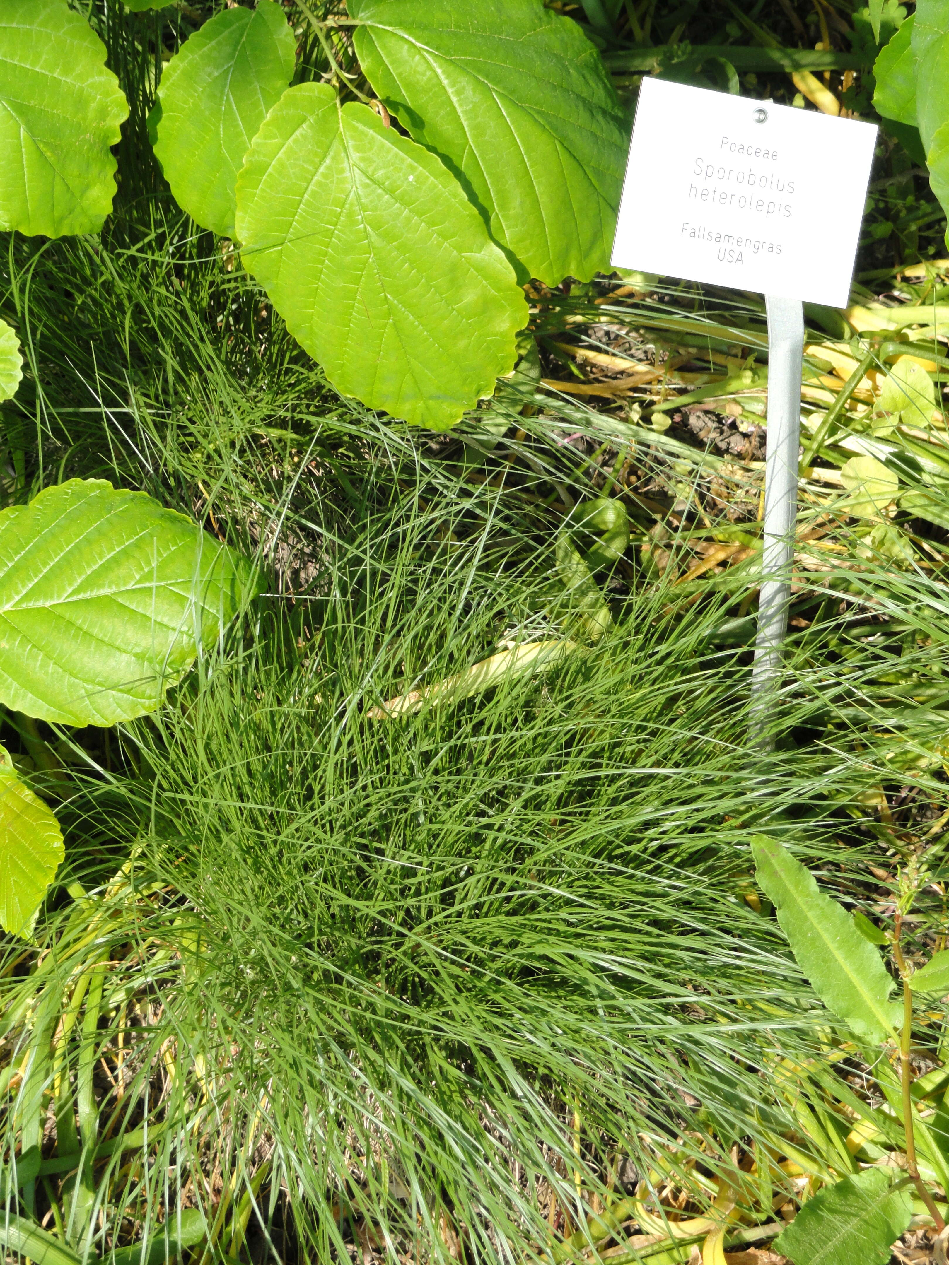 Image of prairie dropseed