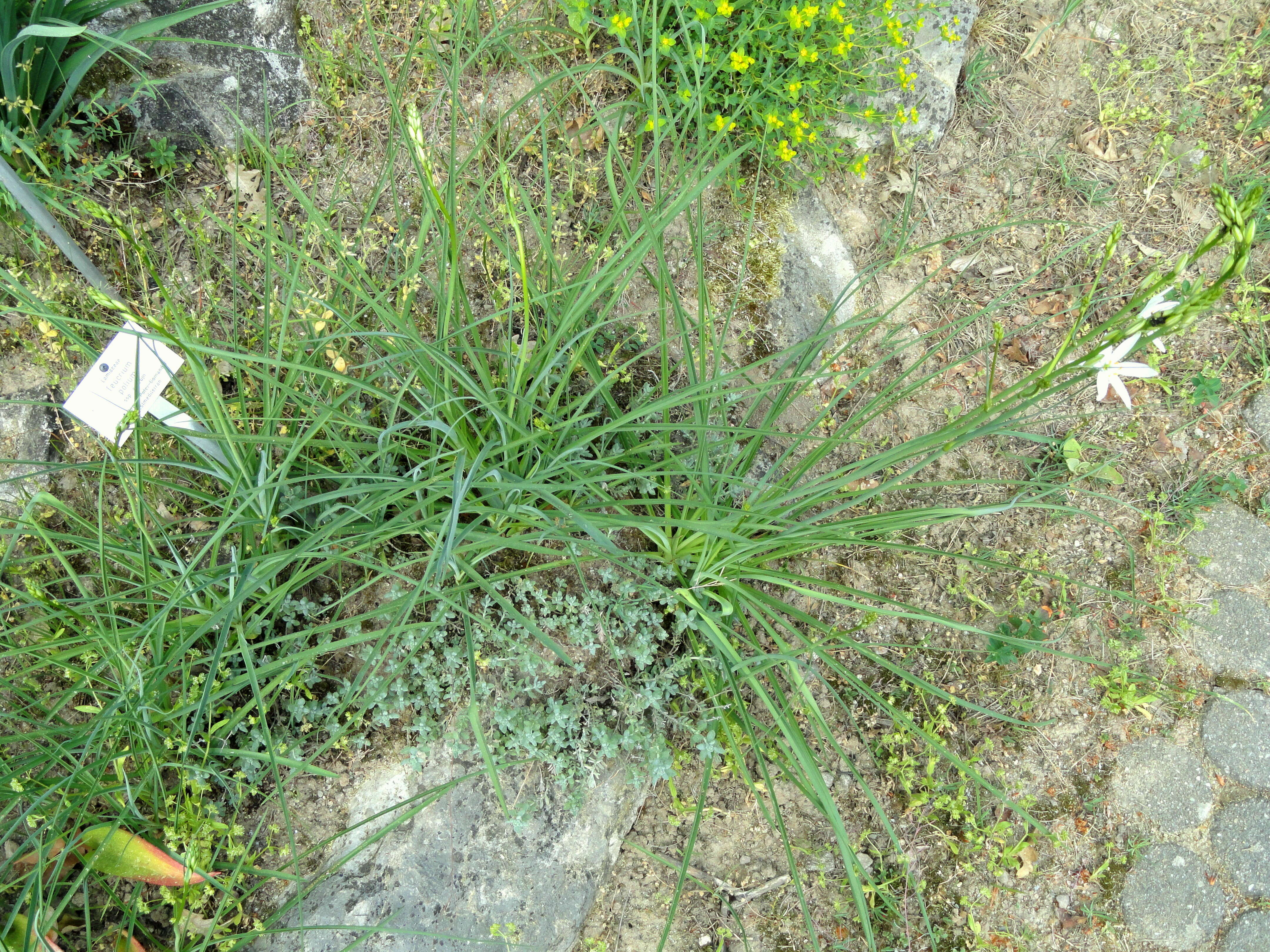 Sivun Teucrium polium L. kuva