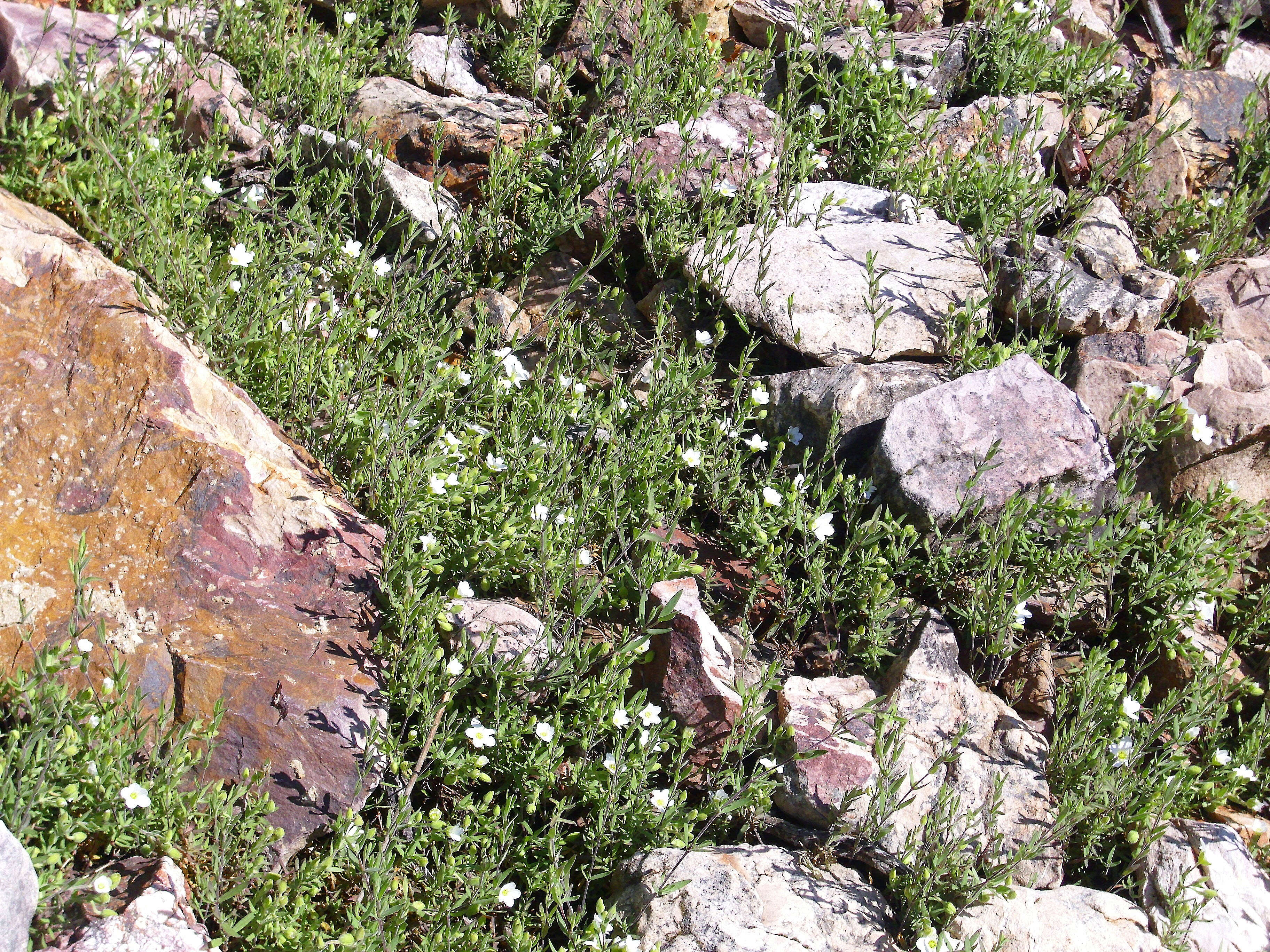 Image of mountain sandwort